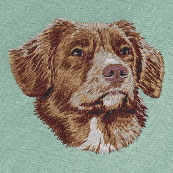 Kanadský retrívr 8