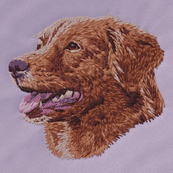 Kanadský retrívr 7