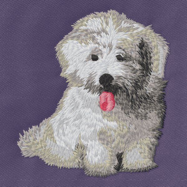 Coton de Tulear 1