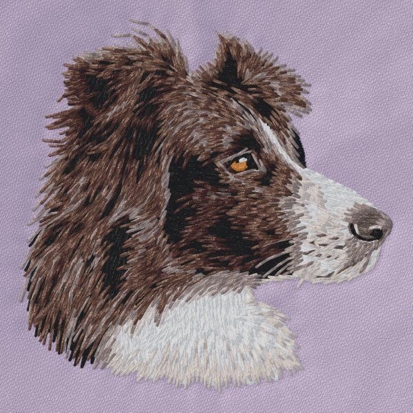 Border Collie 10