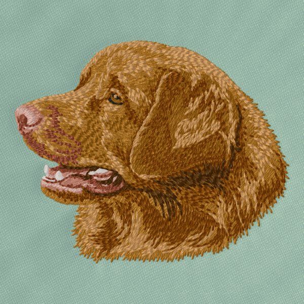 Kanadský retrívr 6