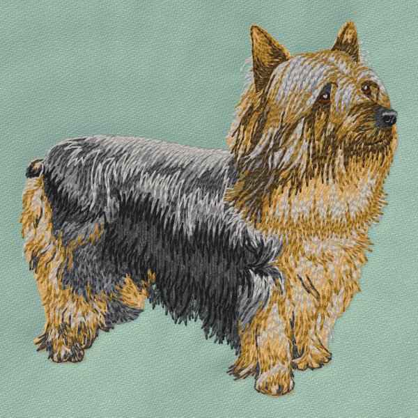 Australian Silky Terrier 5