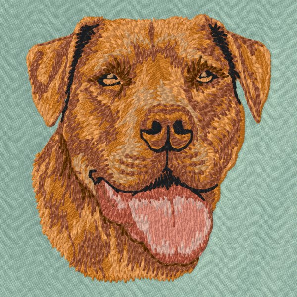 Americký pitbulteriér 3