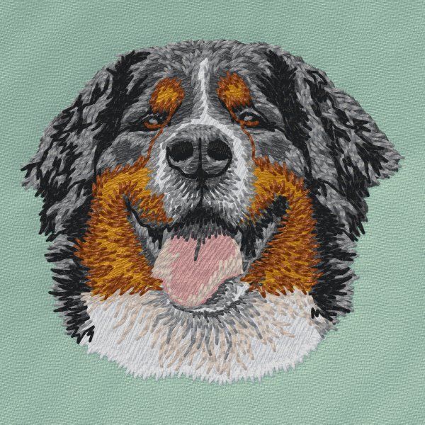 Berner Sennenhund 10