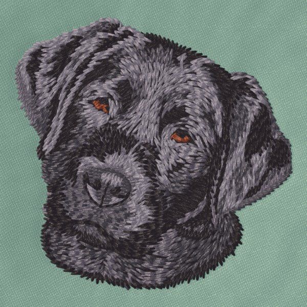 Labradorský retrívr 21