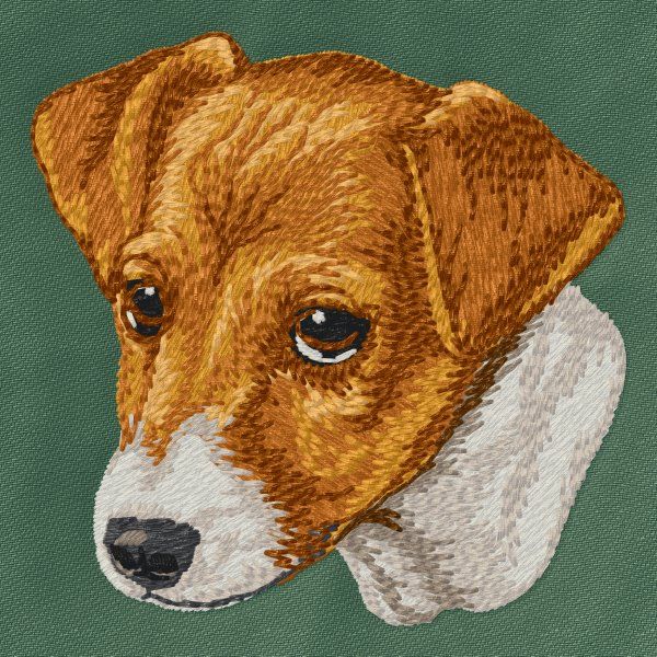 Jack Russell Terrier 6