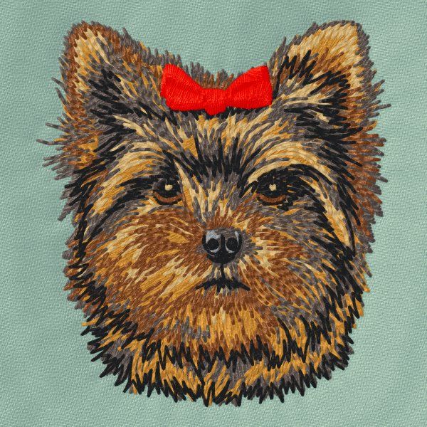 Yorkshire Terrier 17
