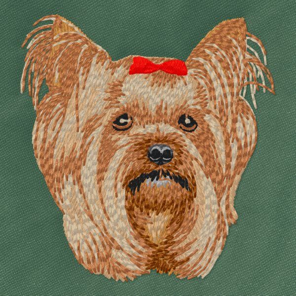 Yorkshire Terrier 16