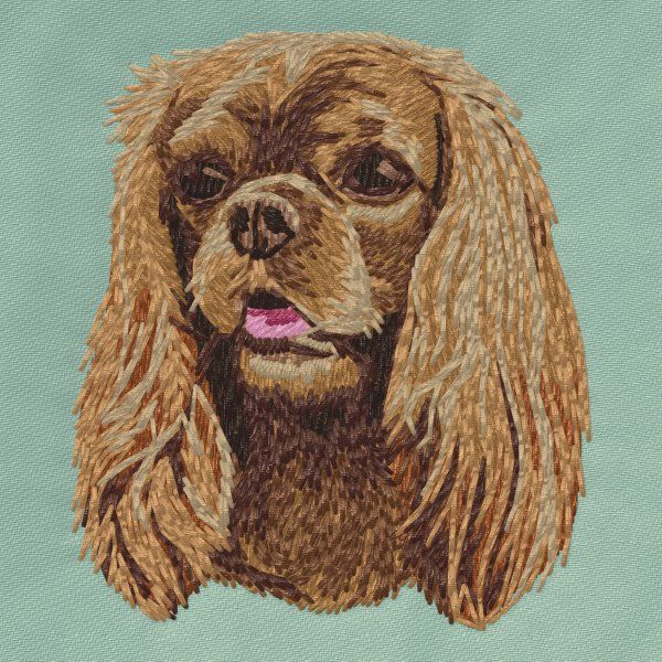 Cavalier King Charles Spaniel 11