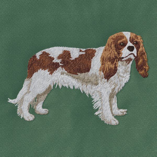 Cavalier King Charles Spaniel 10