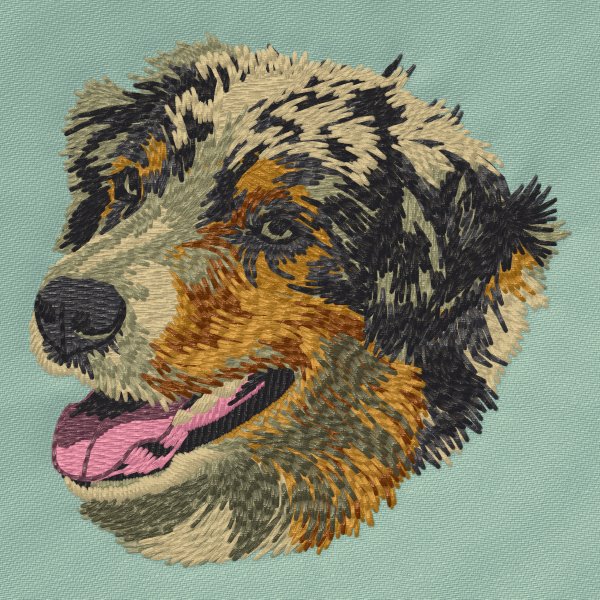Australian Shepherd 7