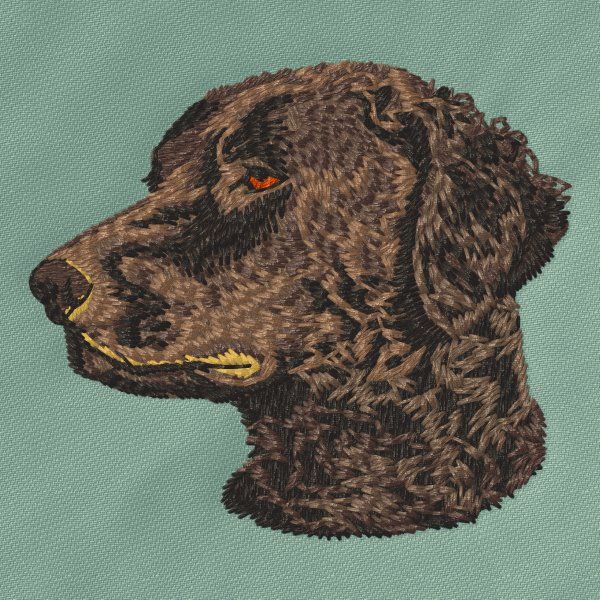 Curly Coated Retriever 2