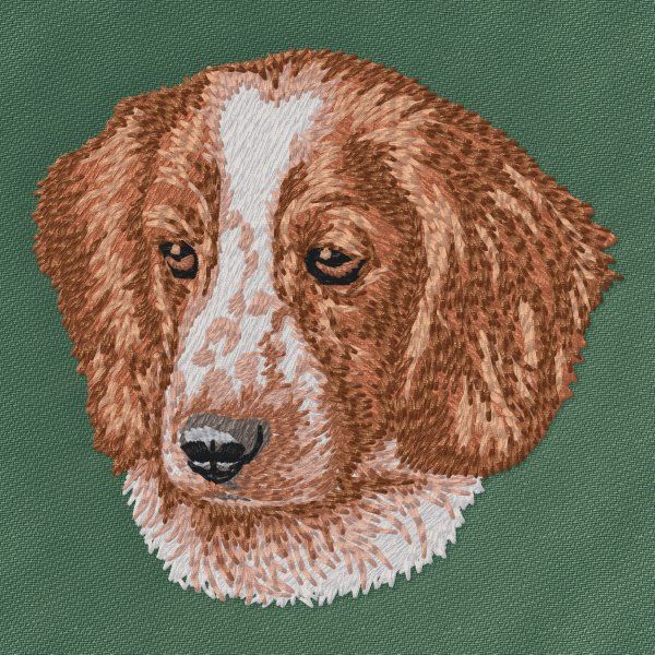 Welsh Springer Spaniel 2