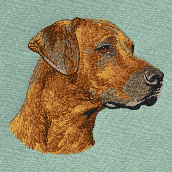 Rhodéský ridgeback 4