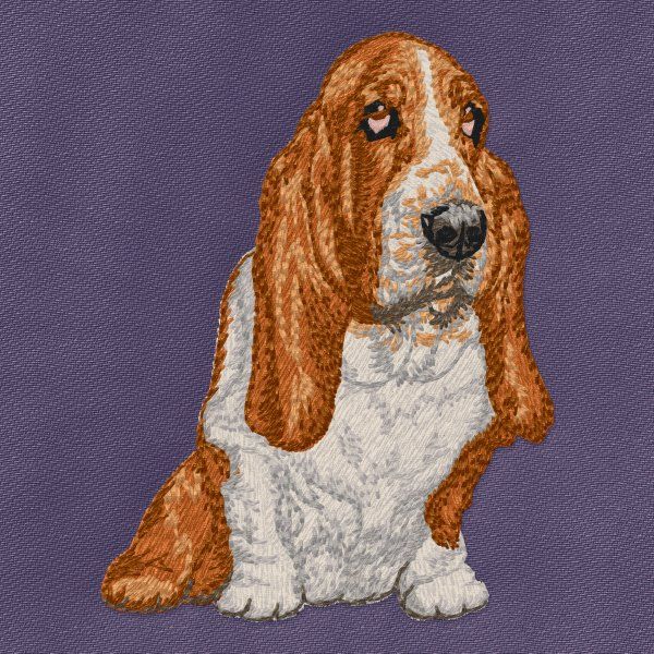Basset Hound 10