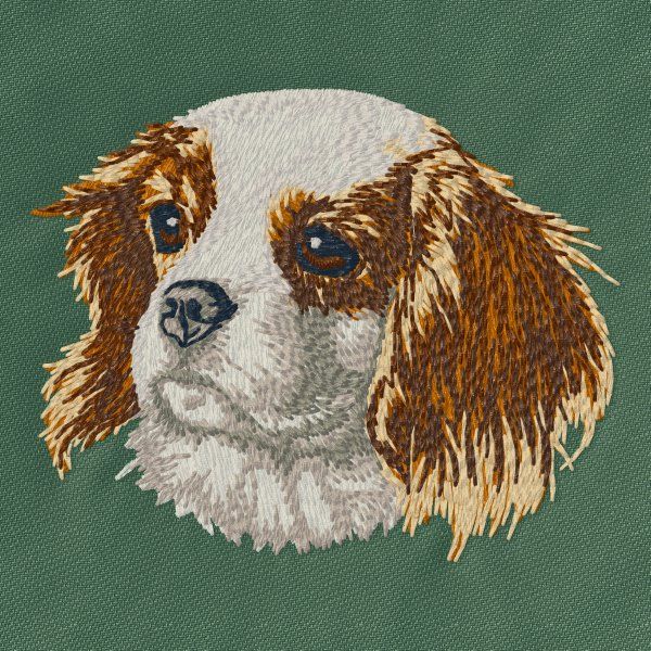 Cavalier King Charles Spaniel 8