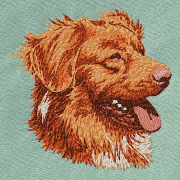 Kanadský retrívr 5