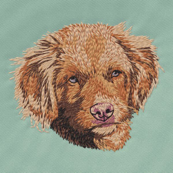 Kanadský retrívr 4