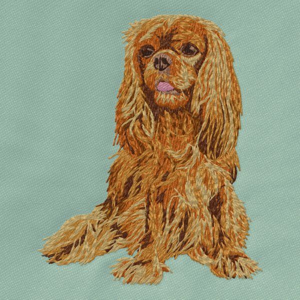 Cavalier King Charles Spaniel 7