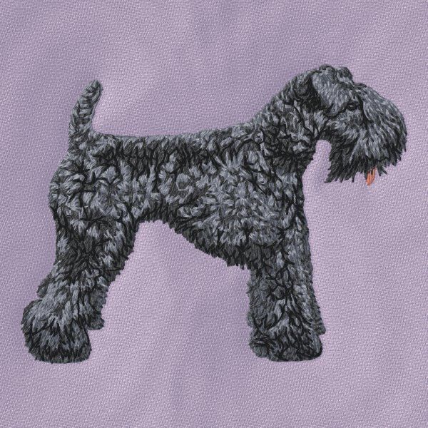 Kerry Blue Terrier 2
