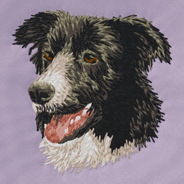 Border Collie 9