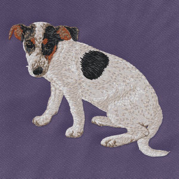 Jack Russell Terrier 3