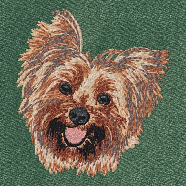 Yorkshire Terrier 15