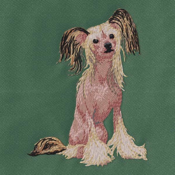 Čínský chocholatý pes 6