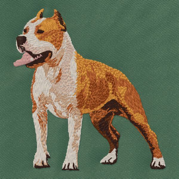 Staffordshire Bull Terrier 4