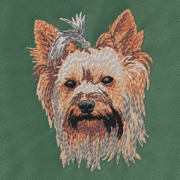 Yorkshire Terrier 14