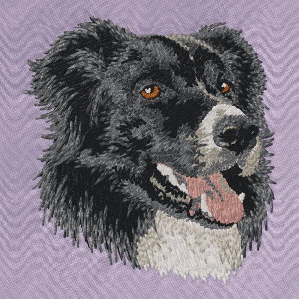 Border Collie 7