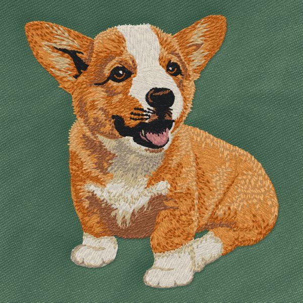 Welsh Corgi Pembroke 4