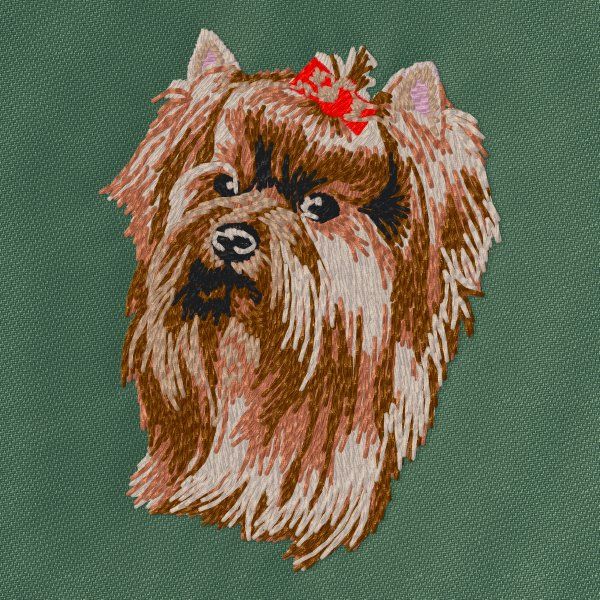 Yorkshire Terrier 12