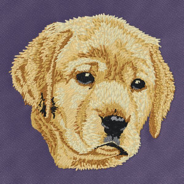 Labradorský retrívr 17