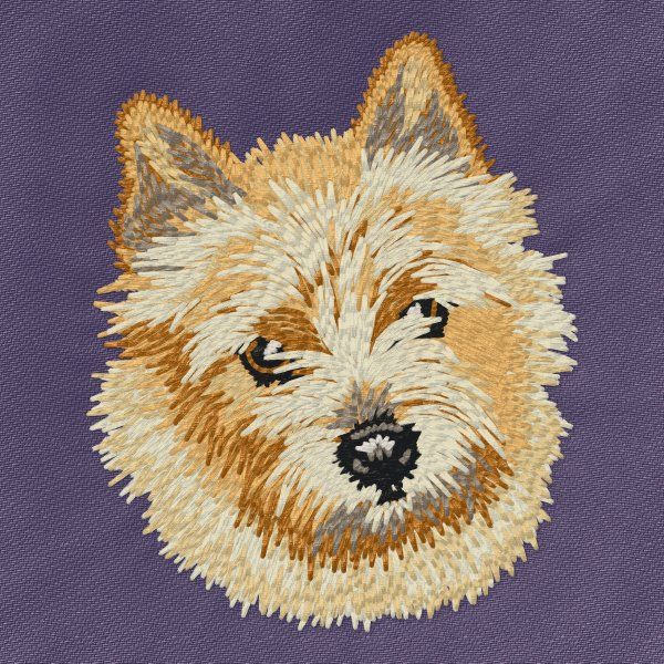 Norwich Terrier