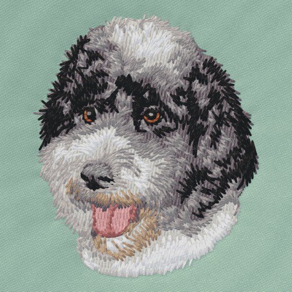 Portugiesischer Wasserhund 2