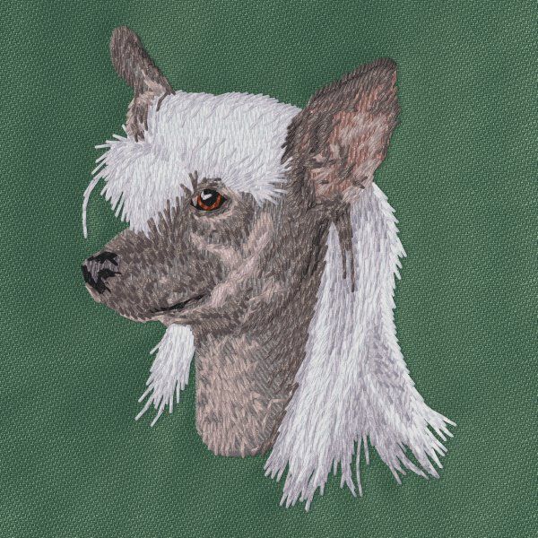 Čínský chocholatý pes 4