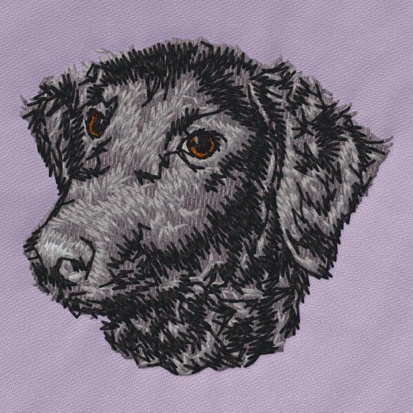 Curly Coated Retriever 1