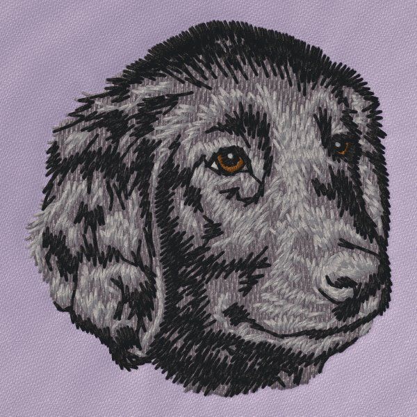 Flat coated retrívr 2