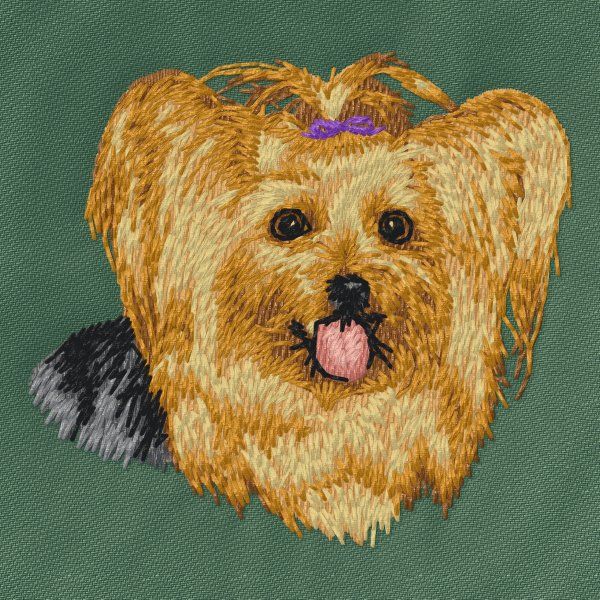 Yorkshire Terrier 11