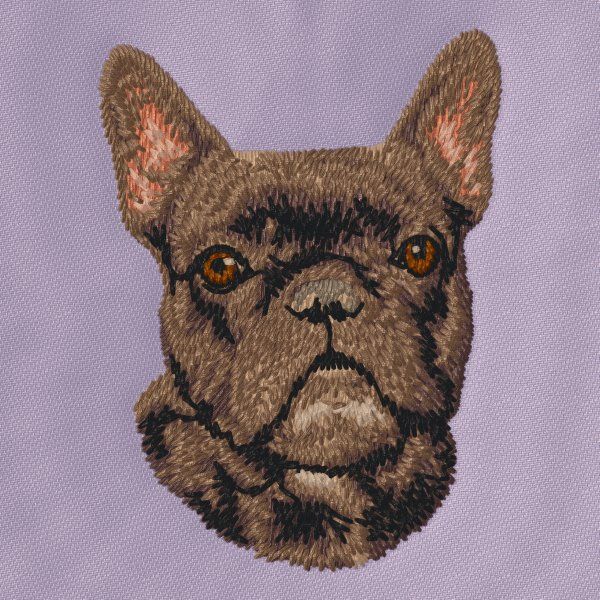 French Bulldog 4