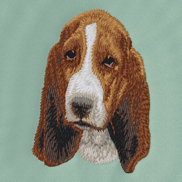 Basset Hound 6