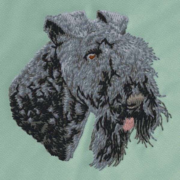 Kerry Blue Terrier 1
