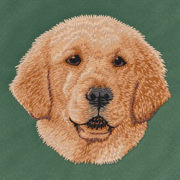 Golden Retriever 8