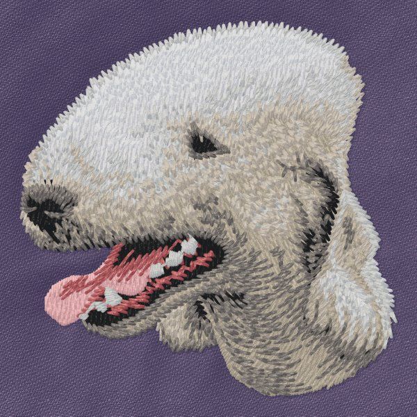 Bedlington Terrier 1