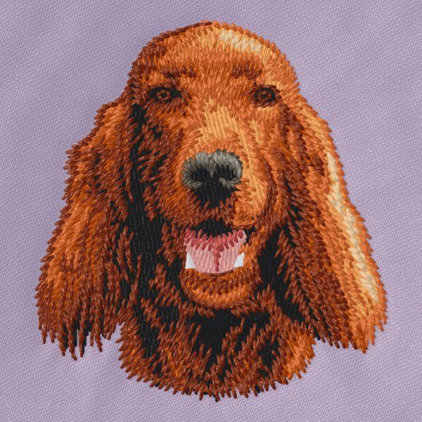 Irish Setter 1