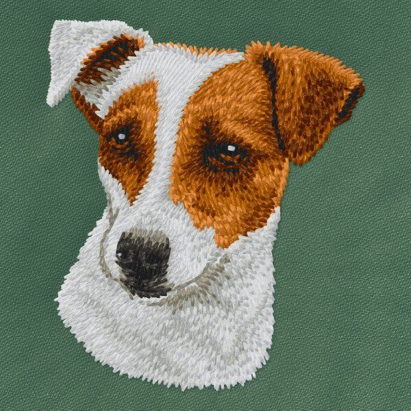 Jack Russell Terrier 2