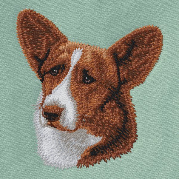 Cardigan Welsh Corgi 1