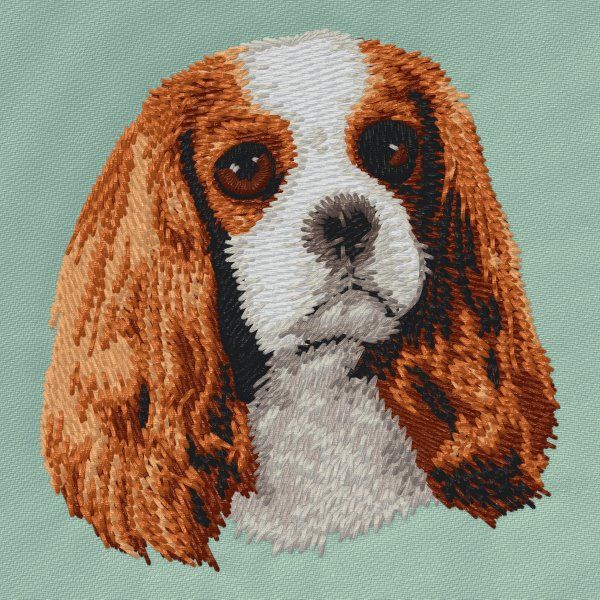 Cavalier King Charles Spaniel 6