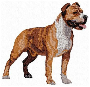 American Staffordshire Terrier 1